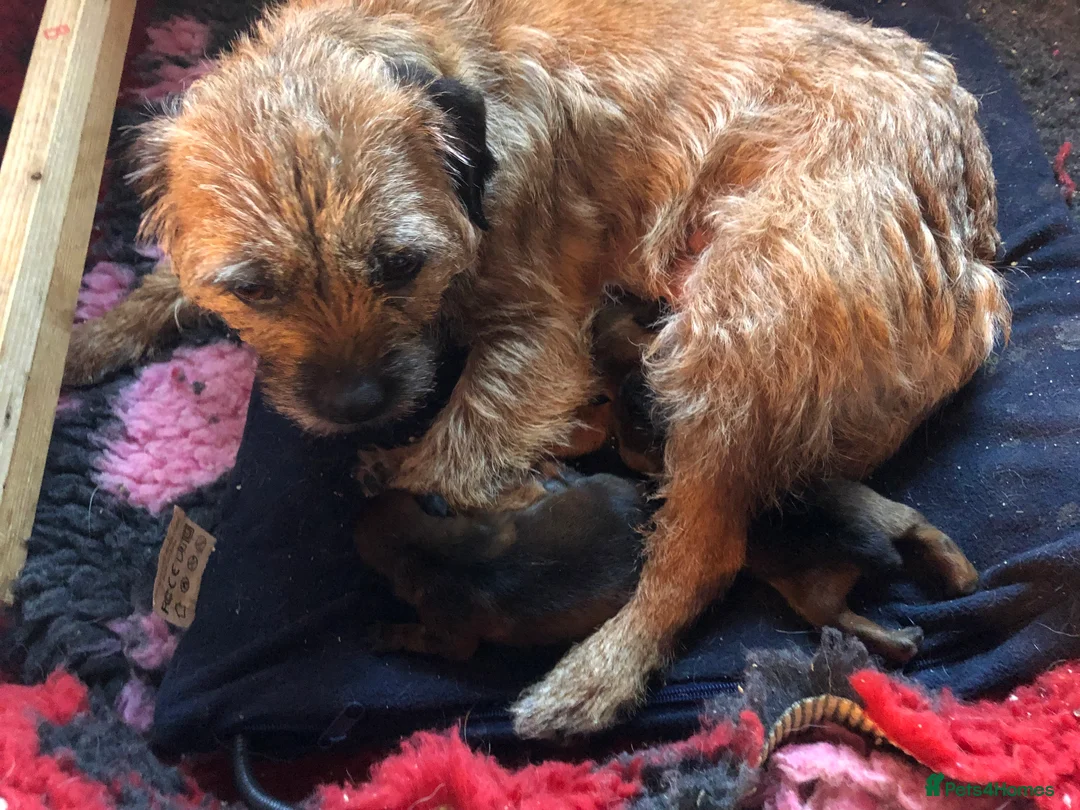 Border Terrier dogs for sale: FEMALE BORDER TERRIER PUPPY  CREDITS WORKI/SHOWING - Advert 1