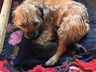 Border Terrier dogs FEMALE BORDER TERRIER PUPPY CREDITS WORKI/SHOWING - Advert 1