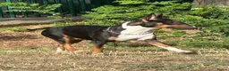 English Bull Terrier dogs for sale: UK Champion Bloodline Puppies Waiting List Open - Advert 13