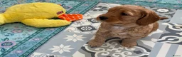Australian Labradoodle dogs for sale: Stunning Australian Labradoodle Pups - Advert 17