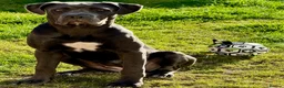 Cane Corso dogs for sale: Reluctantly rehoming my Beautiful Cane Corso - Advert 11