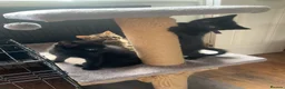 Mixed Breed cats for sale: Bengal kittens  in Huntingdon - Advert 14