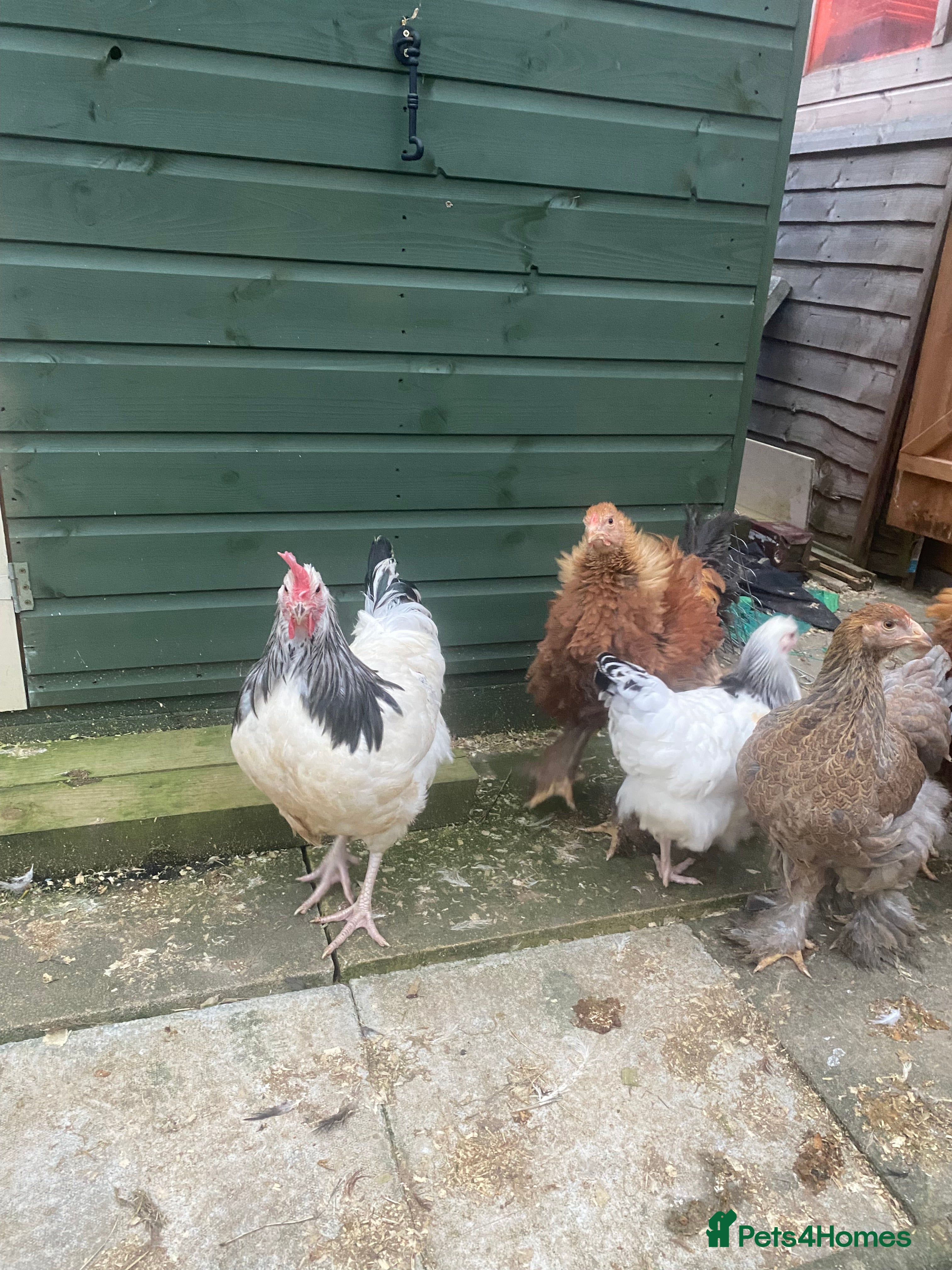 Chickens poultry Pure Light Sussex & hatching equipment  - Advert 6