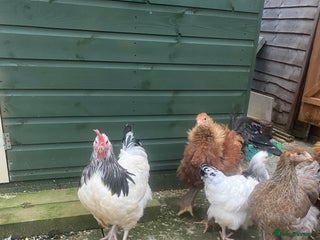 Chickens poultry Pure Light Sussex & hatching equipment - Advert 6