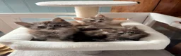 Maine Coon cats for sale: Beautiful high smoked and smoked kittens for sale  - Advert 19