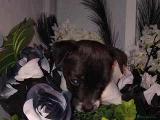 Jack Russell dogs - Advert 1