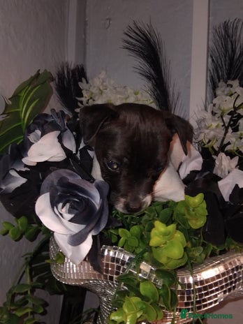 Jack Russell dogs - Advert 1