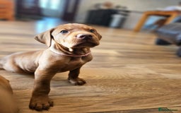 Hungarian Vizsla dogs for sale: 2 viz boys looking for loving homes - Image 24