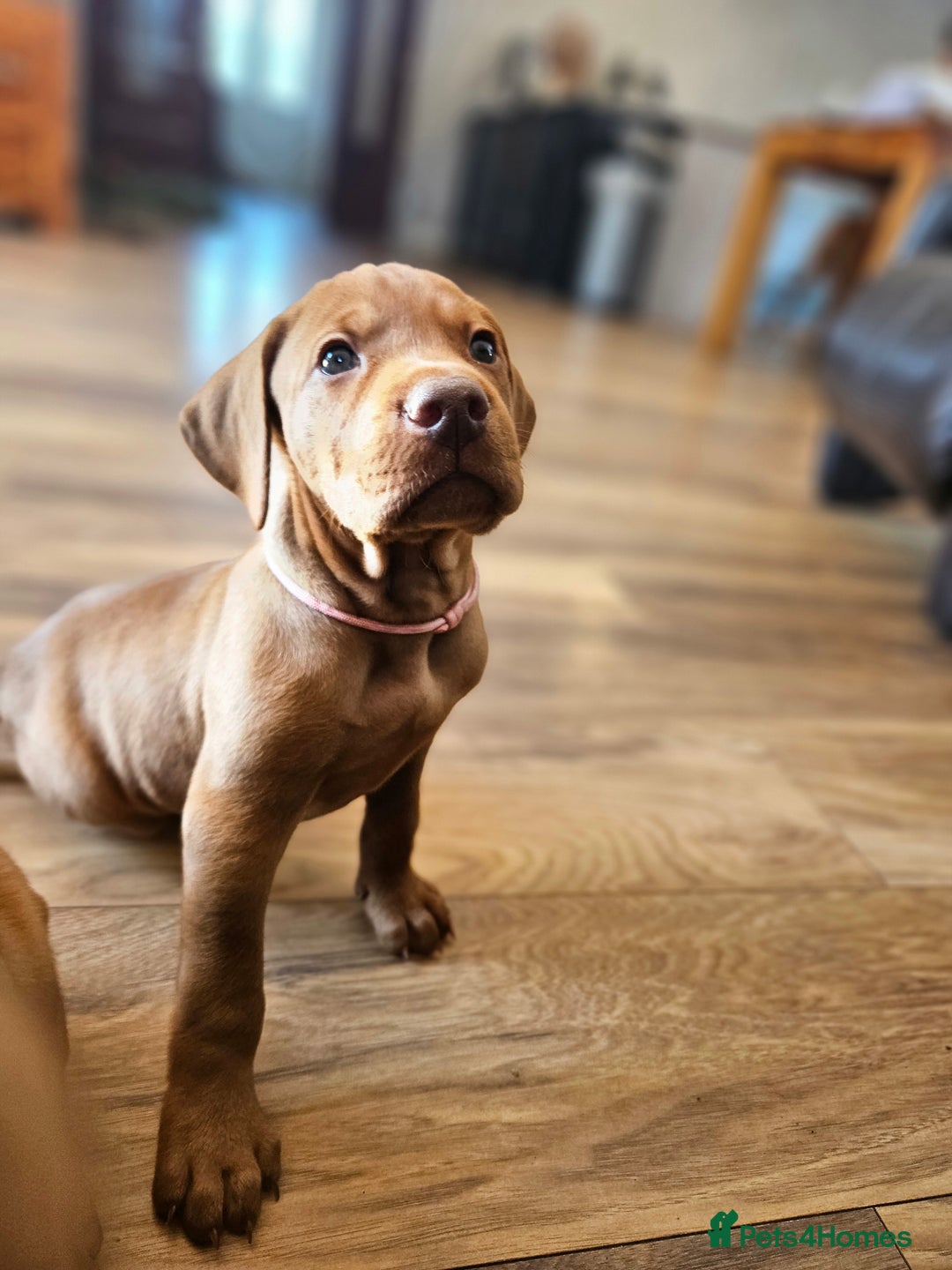 Hungarian Vizsla dogs for sale: 2 viz boys looking for loving homes - Image 24