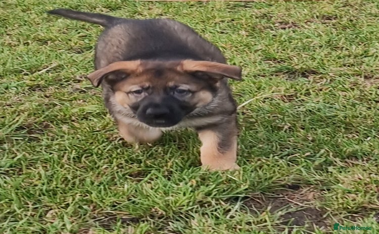 German Shepherd dogs - Advert 10