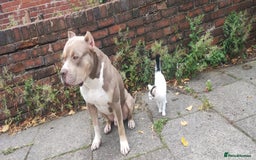 Mixed Breed dogs for sale: Caine corso/ American bully 10 weeks - Advert 29