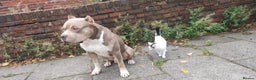 Mixed Breed dogs for sale: Caine corso/ American bully 10 weeks - Advert 29