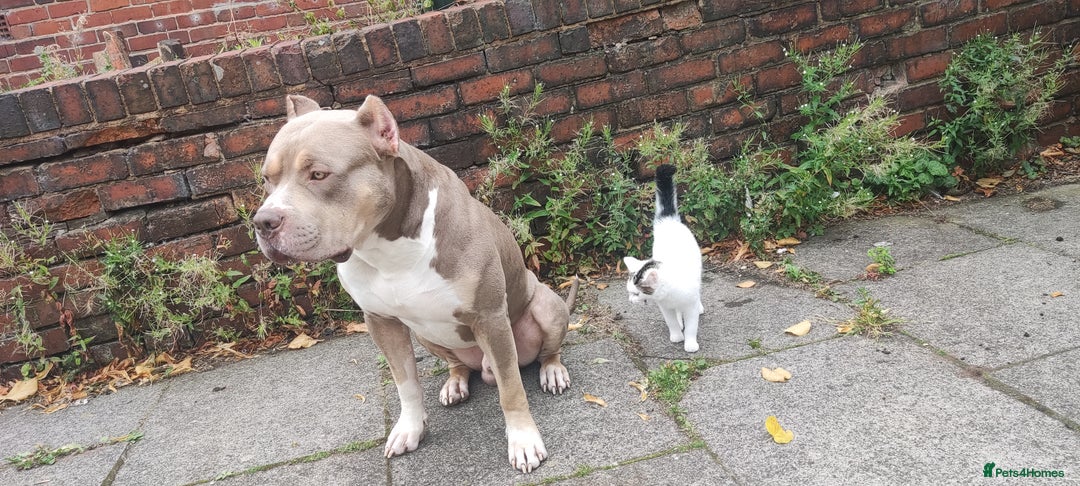 Mixed Breed dogs for sale: Caine corso/ American bully 10 weeks - Advert 29