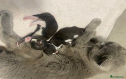 Mixed Breed cats for sale: X BRITISH SHORT adorable kittens ready 4 new home - Image 28