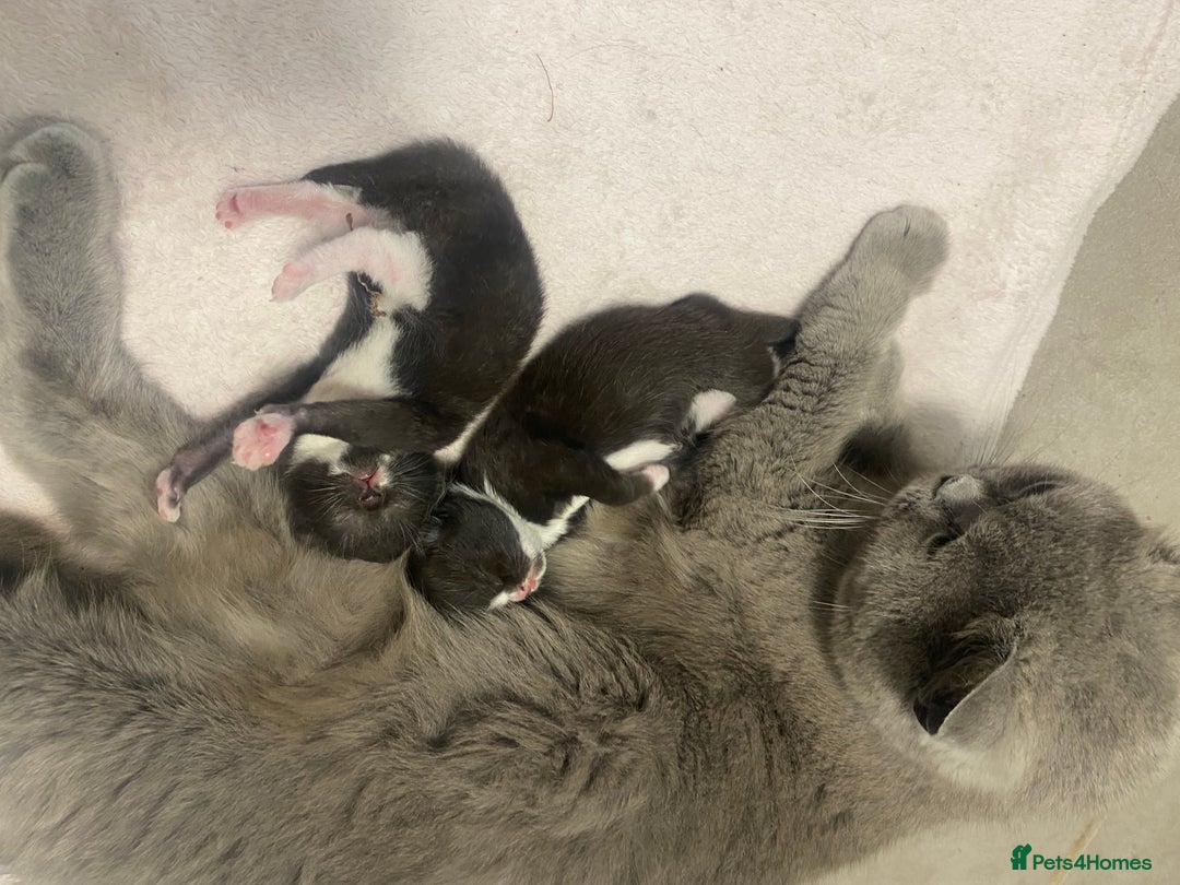 Mixed Breed cats for sale: X BRITISH SHORT adorable kittens ready 4 new home - Image 28