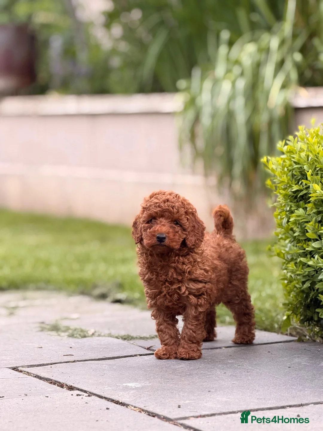 Toy Poodle dogs for sale: Red toy poodle puppy in Alfreton - Advert 8