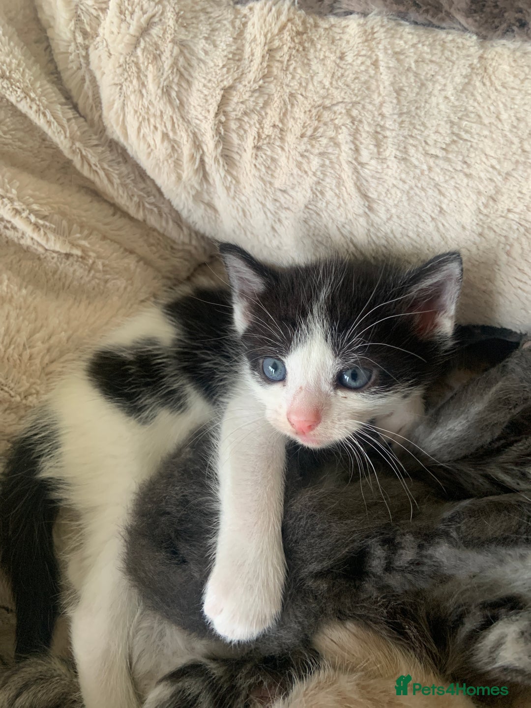 British Longhair cats for sale: Kittens for sale!! in Highbridge - Image 5