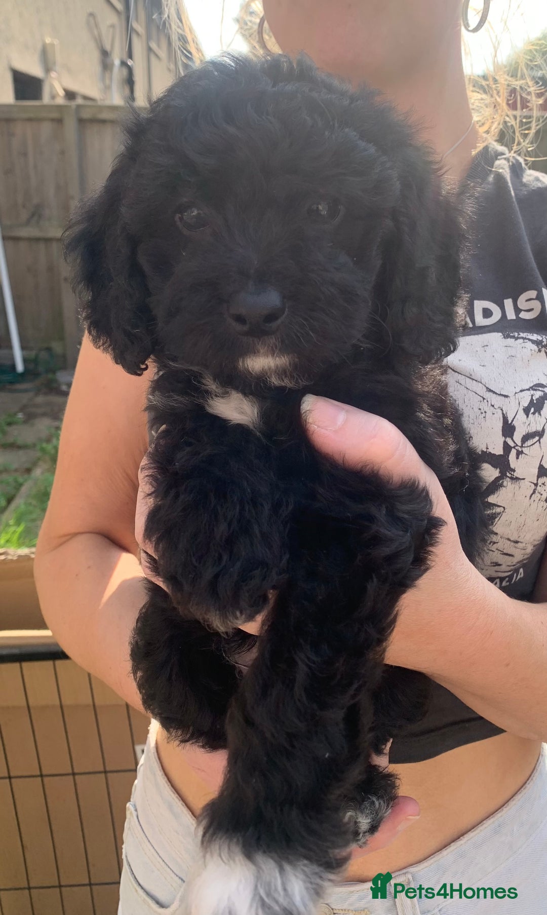 Mixed Breed dogs for sale: Chinese Crested X Cavapoo Puppies - Litter of 6 - Image 2