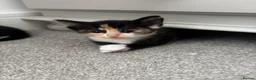 Mixed Breed cats for sale: Kittens - Advert 4