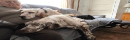 English Setter dogs for adoption: Alfie - Advert 9