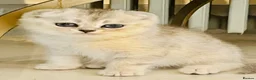 Scottish Fold cats for sale: Pure Scottish Fold  - Advert 8