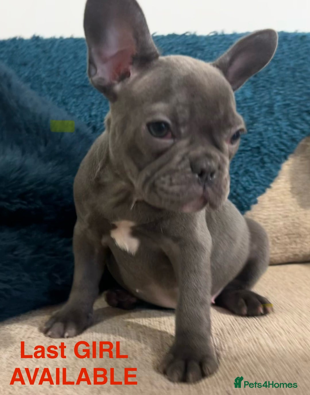 French Bulldog dogs for sale: French Bulldog Blue Girl 12 weeks old ! Last one - Advert 2
