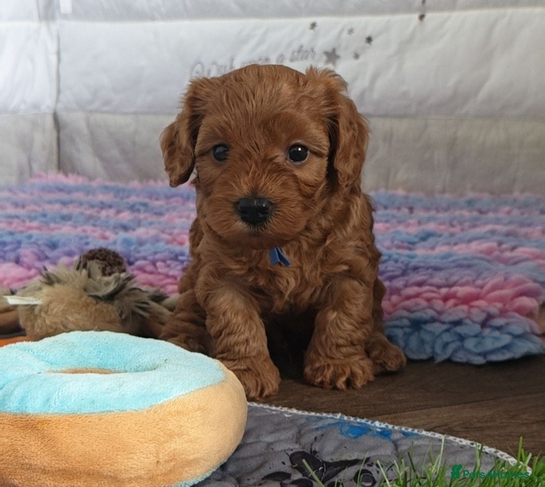 Cavapoo dogs Gorgeous Cavapoo Boy & Girl Available  - Advert 2