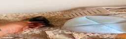 Hamster rodents for sale: Tame hamster male.  - Advert 2
