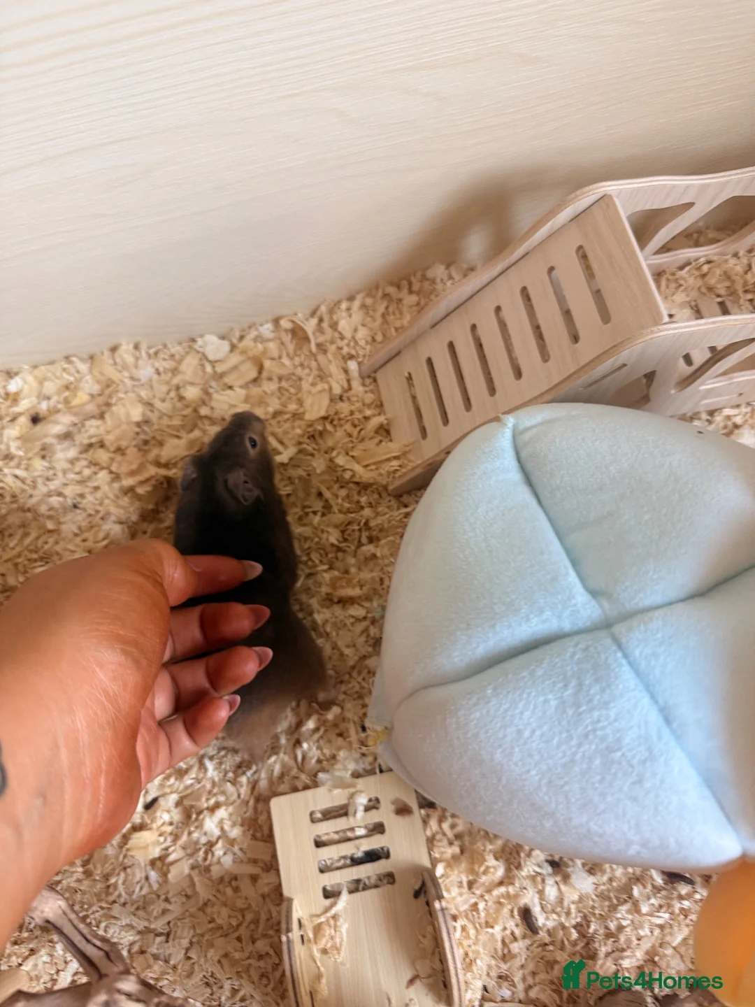 Hamster rodents for sale: Tame hamster male.  - Advert 2