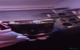 Mixed Breed cats for sale: Two kittens looking for forever homes - Image 3