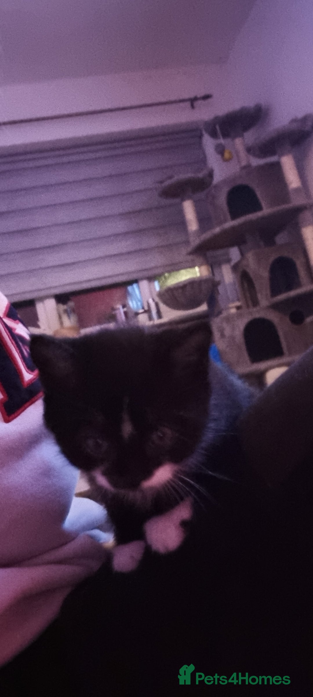 Mixed Breed cats for sale: Two kittens looking for forever homes - Image 3