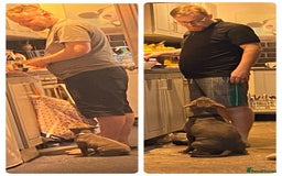 Staffordshire Bull Terrier dogs for stud: Loki | EXCEPTIONAL Blue Staffordshire Bull Terriet - Image 6