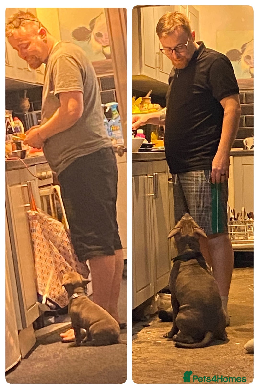 Staffordshire Bull Terrier dogs for stud: Loki | EXCEPTIONAL Blue Staffordshire Bull Terriet - Image 6