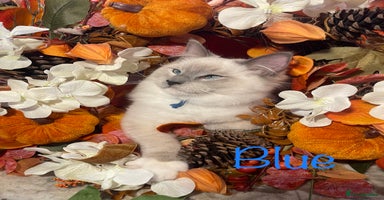 Ragdoll cats - Advert 2