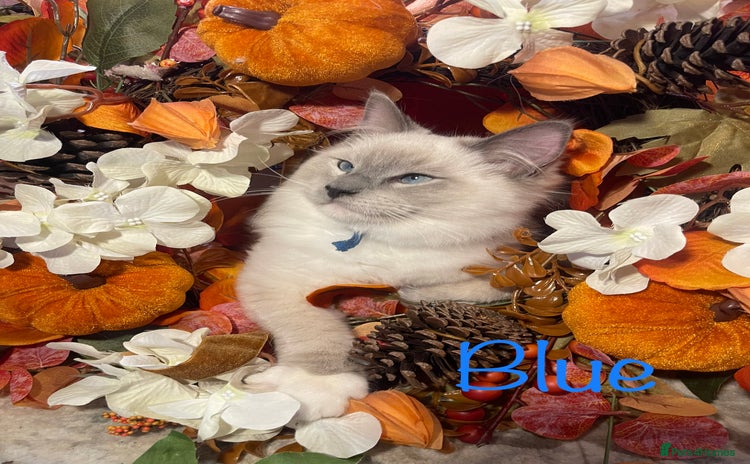 Ragdoll cats - Advert 6