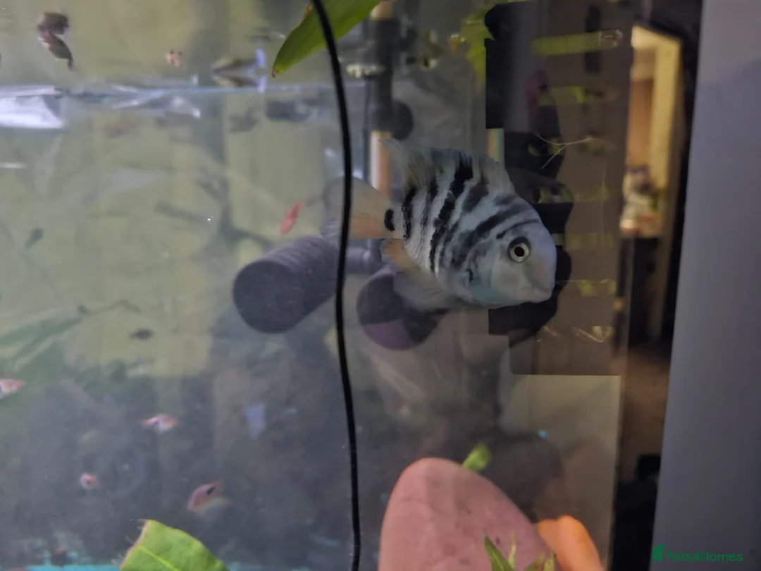 Cichlids fish for sale: 2 polar blue cichlids  - Advert 2
