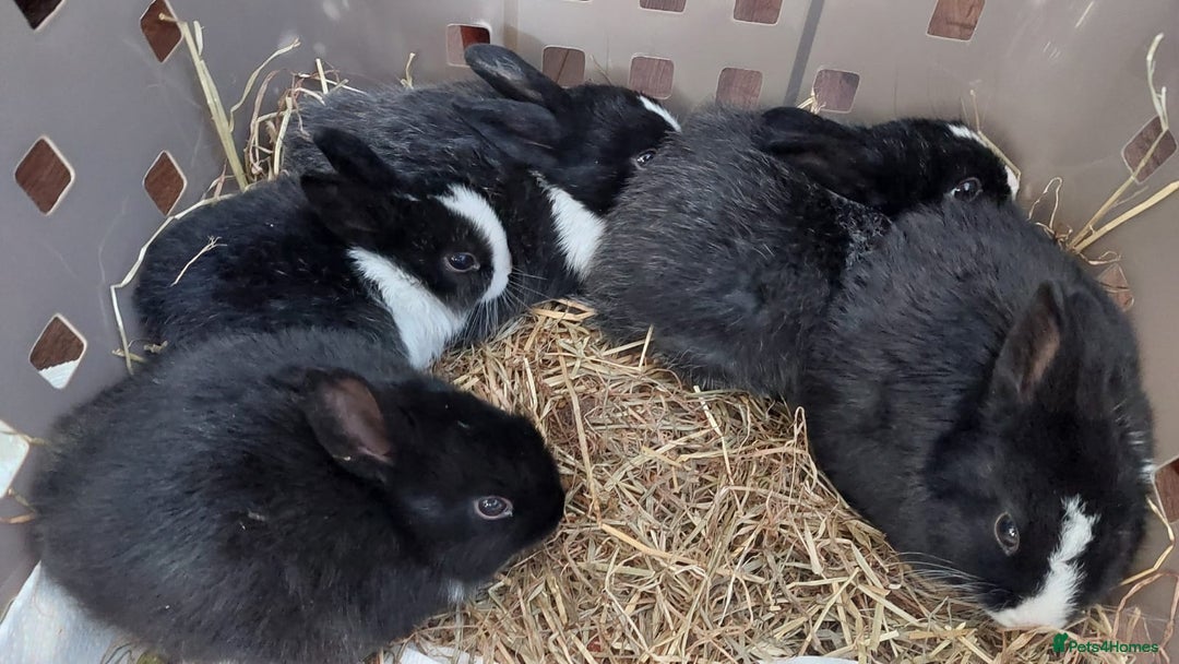 Mixed Breed rabbits for sale: 3 weeks old so cute 💕 - Advert 19