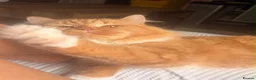 Scottish Fold cats for sale: Ginger Scottish fold kittens long hair - Advert 3