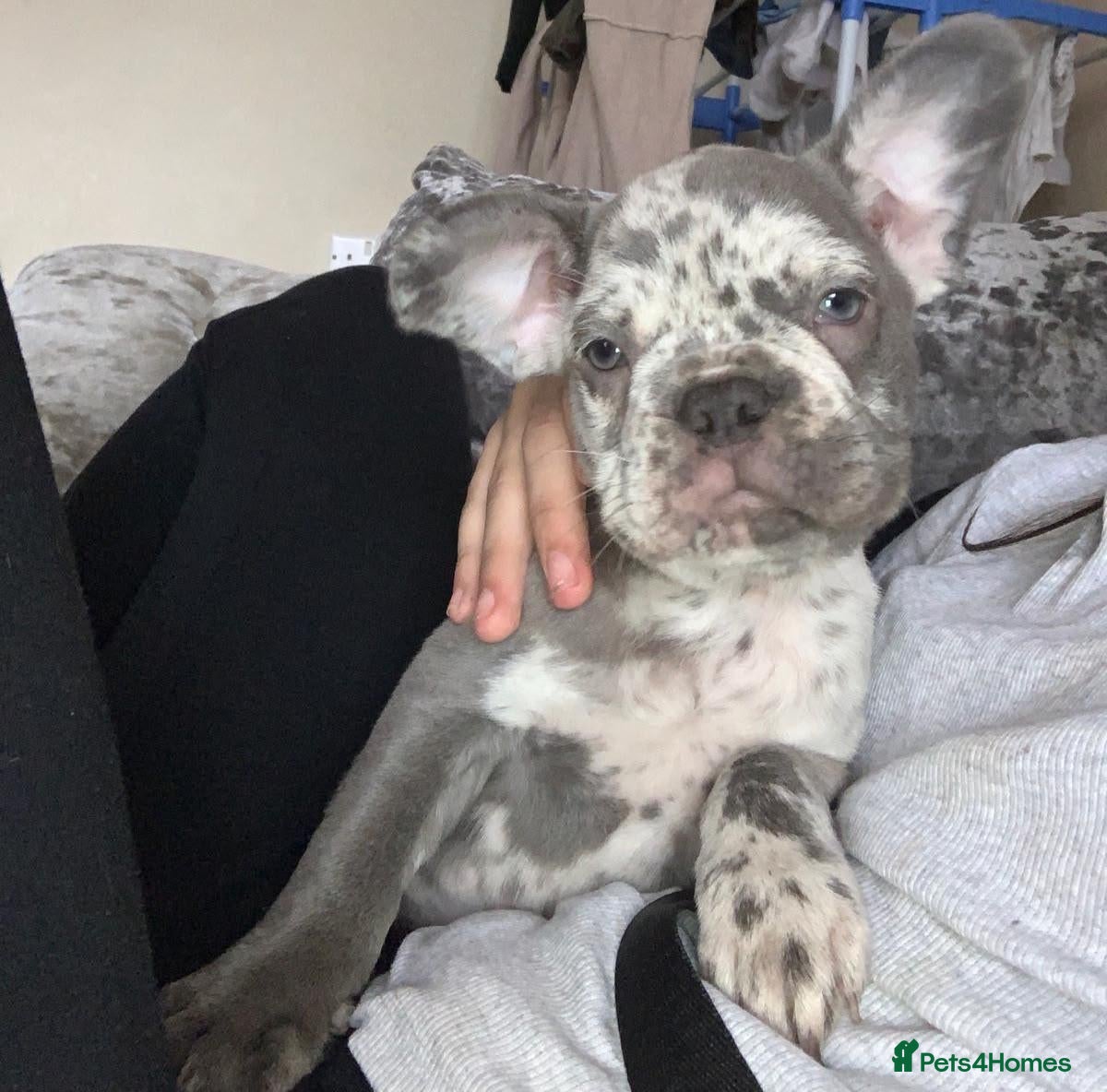 French Bulldog dogs Frenchie puppy's  - Advert 4