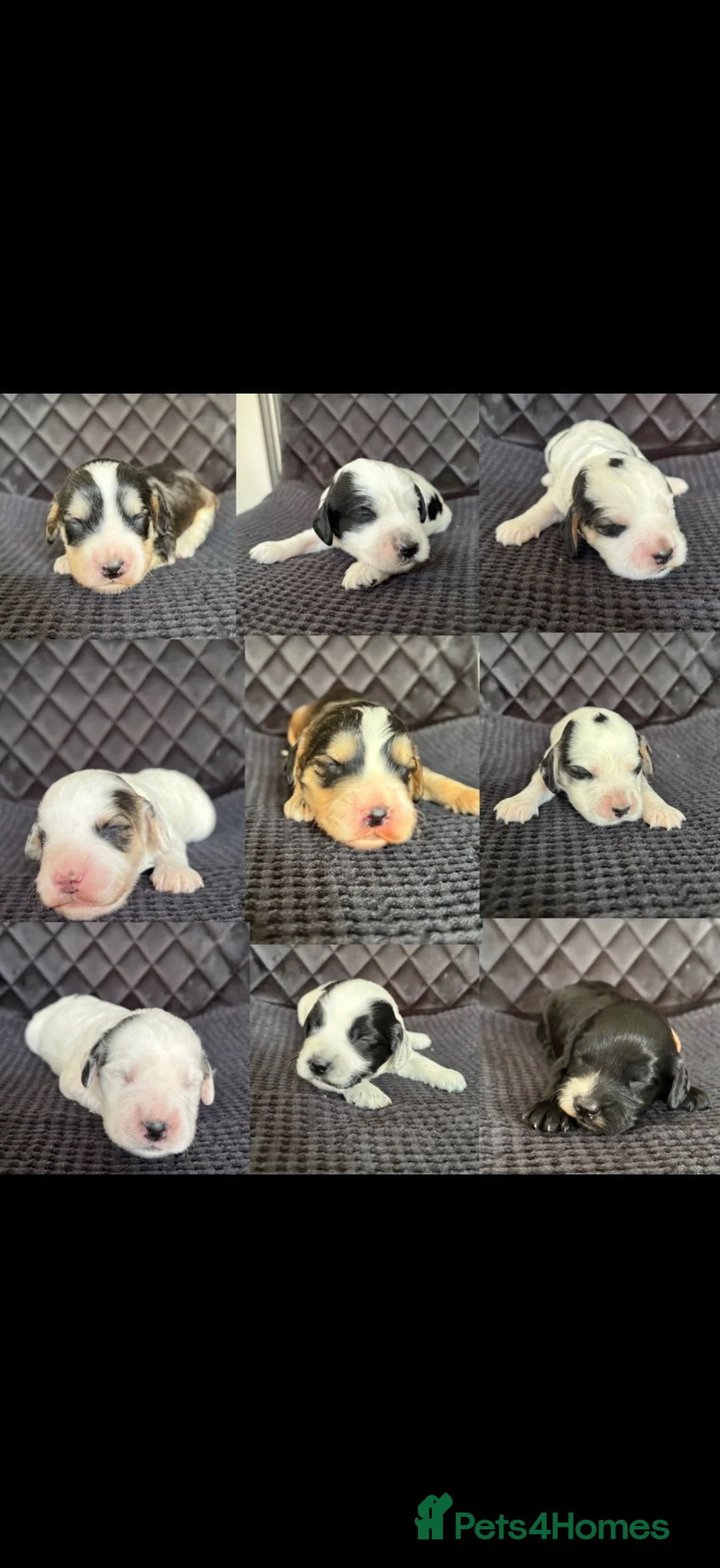 Cockapoo dogs for sale: F2b cockapoo puppies  - Advert 1