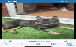 French Bulldog dogs for stud: My beautiful boy available for stud  - Image 7
