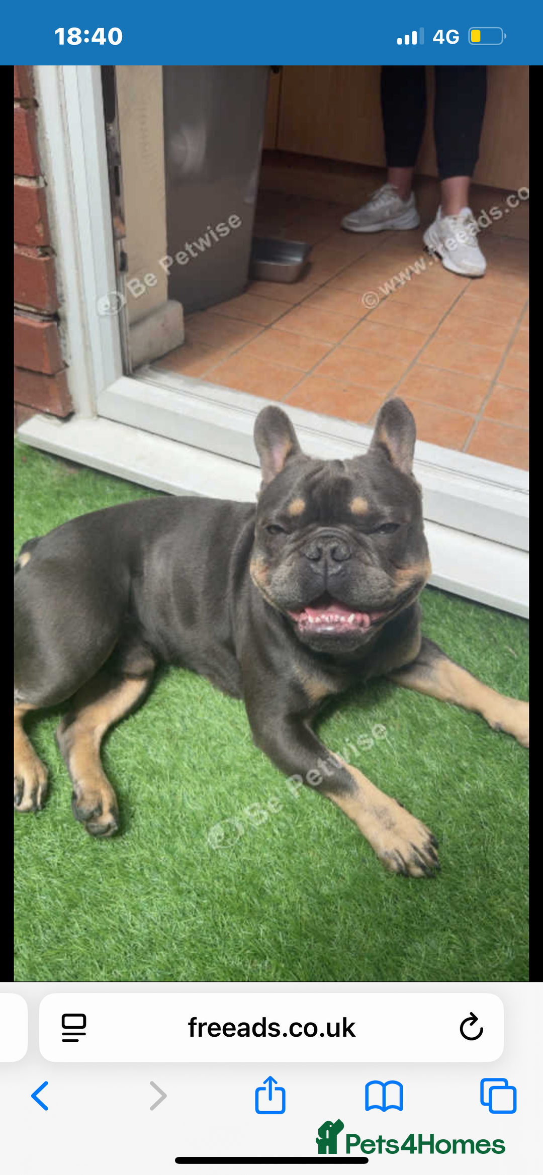 French Bulldog dogs for stud: My beautiful boy available for stud  - Image 7