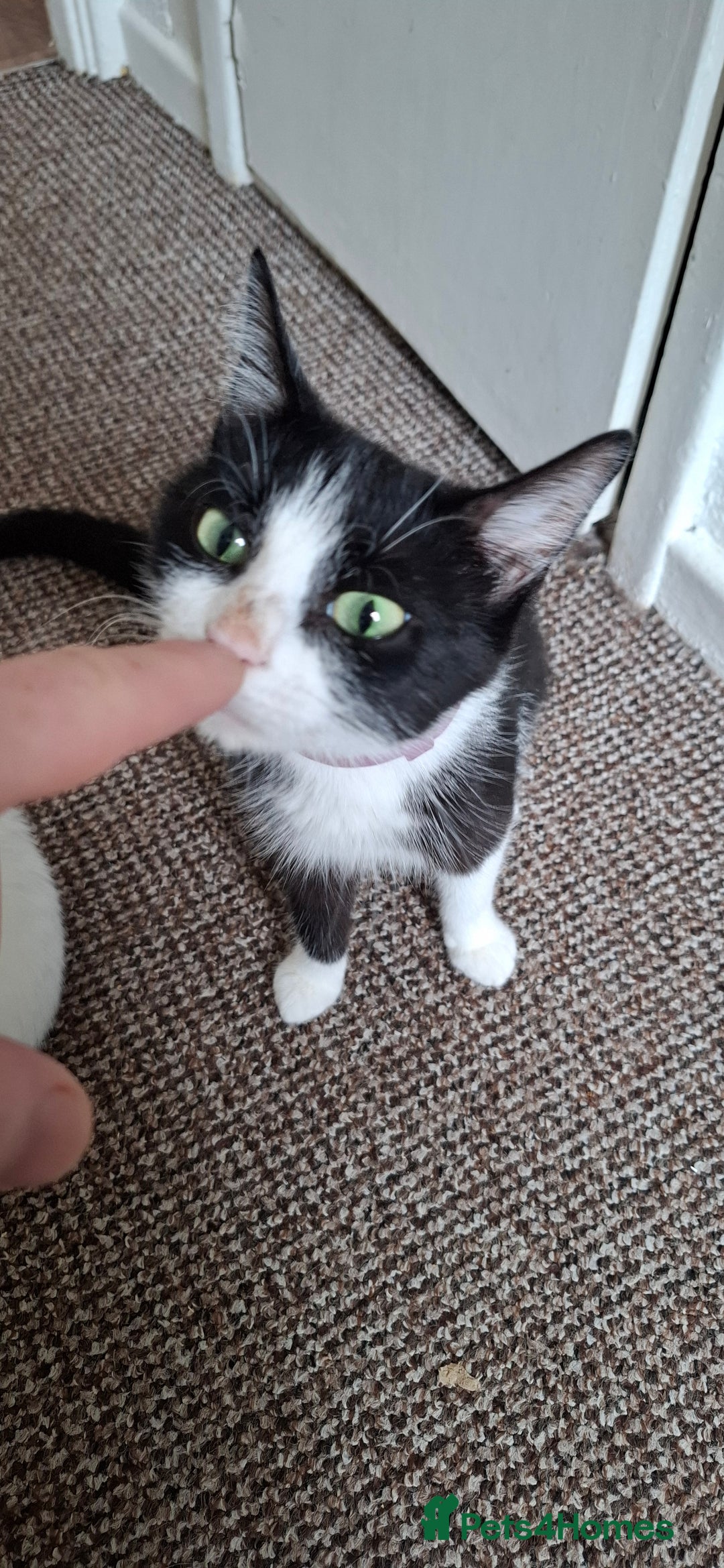 Mixed Breed cats for sale: Cute Furry Friends Ready to find new home. - Image 9