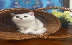 Scottish Fold cats for sale: Kittens 5  - Image 14