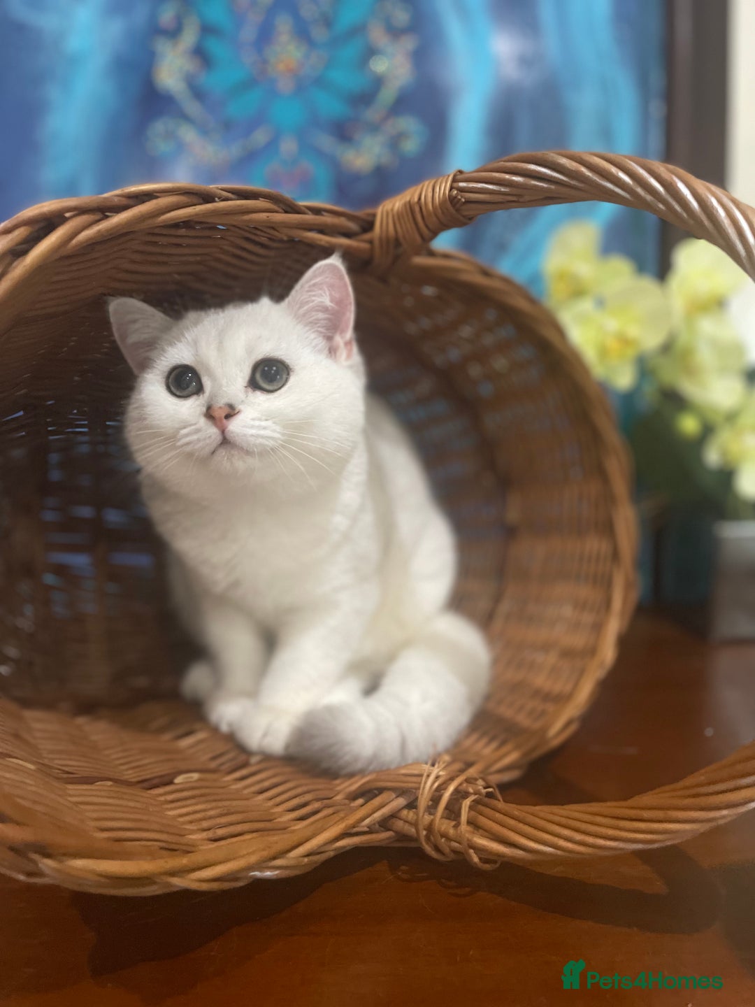 Scottish Fold cats for sale: Kittens 5  - Image 14
