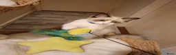 Ragdoll cats for sale: Ready active kittens Champion status Dad - Advert 2