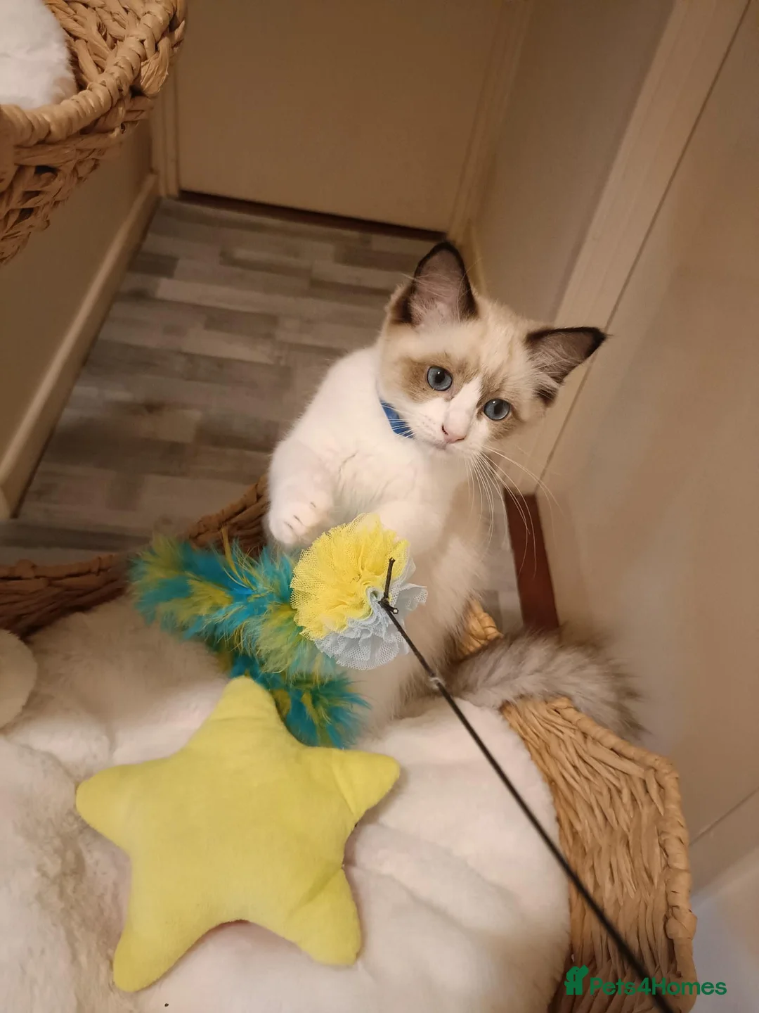 Ragdoll cats for sale: Ready active kittens Champion status Dad - Advert 2