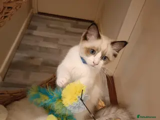 Ragdoll cats Active kittens of Champion Status dad - Advert 16