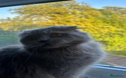 Scottish Fold cats for sale: Willow - Image 9
