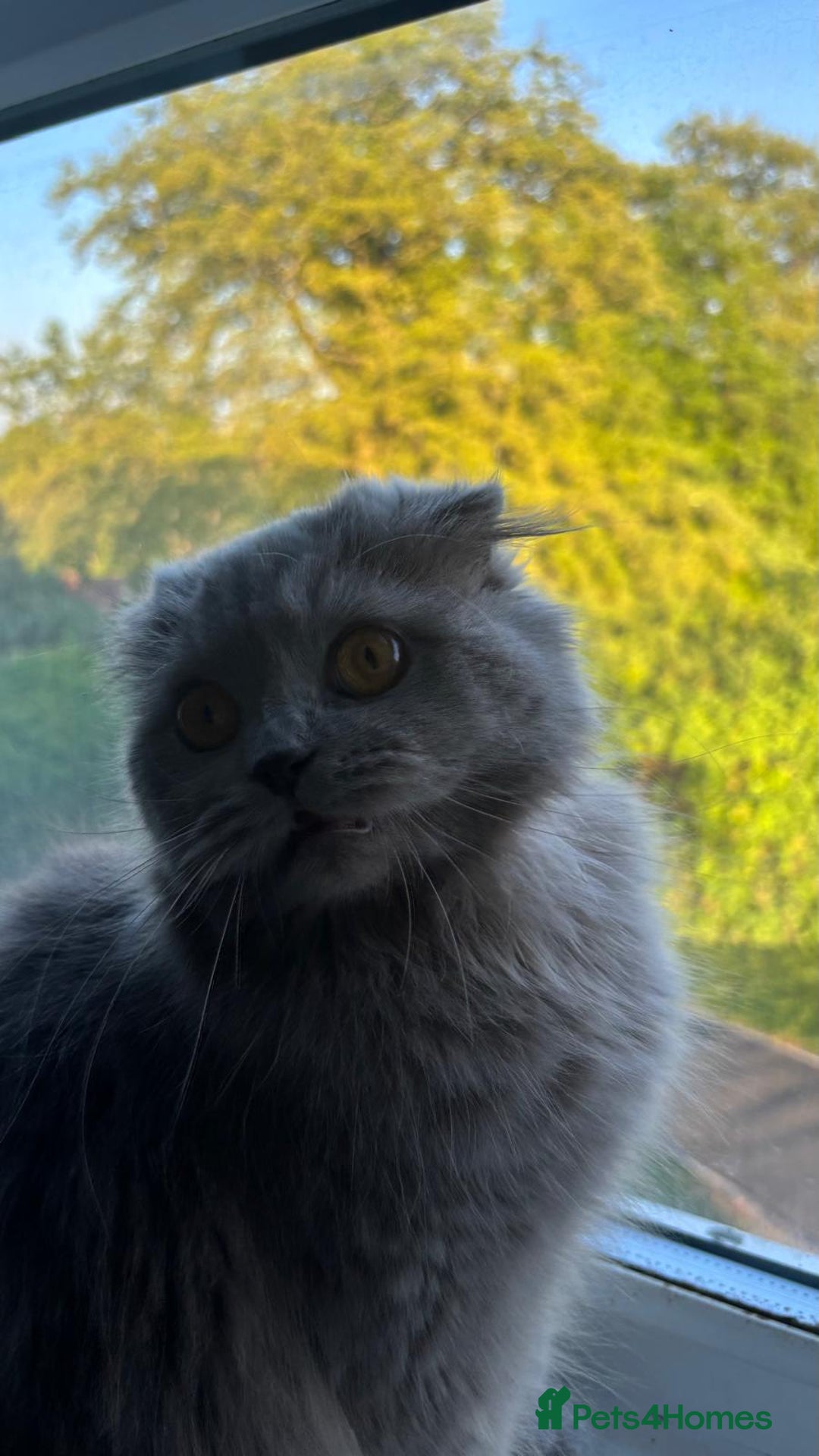 Scottish Fold cats for sale: Willow - Image 9
